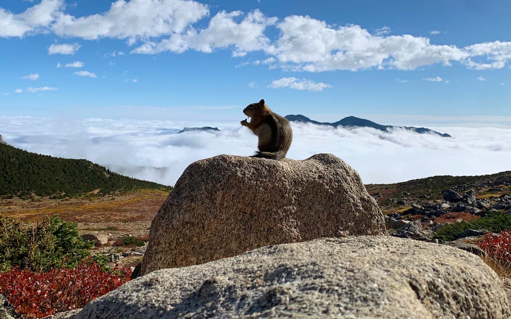 Granite Pass Squirrel